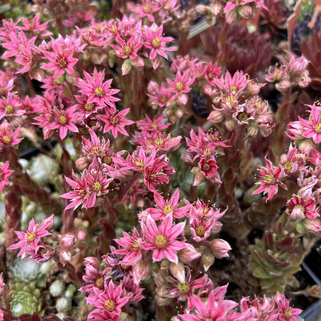 Sempervivum arachnoideum 'Forest Frost' ~ Forest Frost Cobweb Hens and Chicks-ServeScape