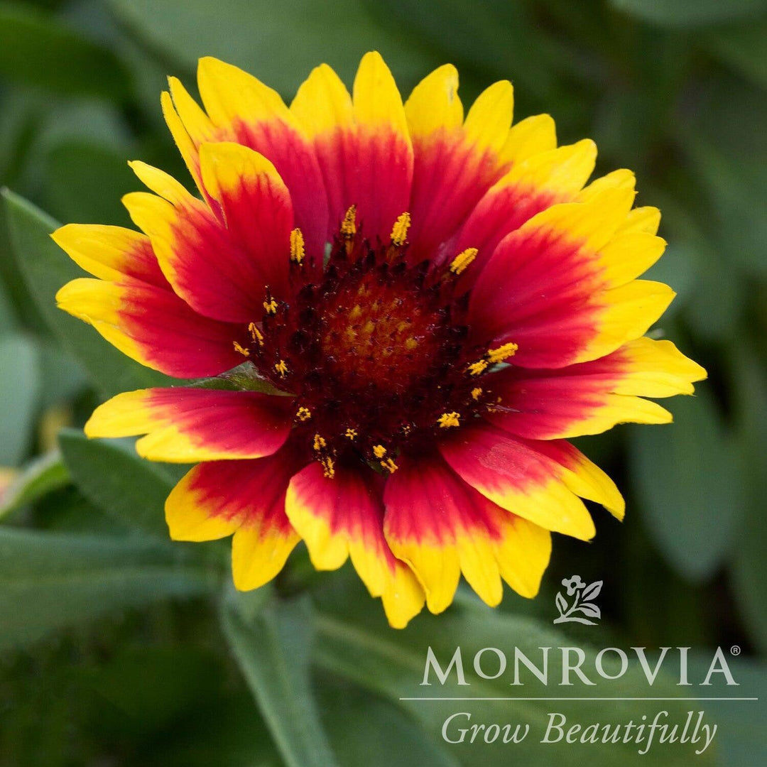 Echinacea 'FLOGB0060' ~ Monrovia® Guapa Flamenco Bicolor Coneflower-ServeScape