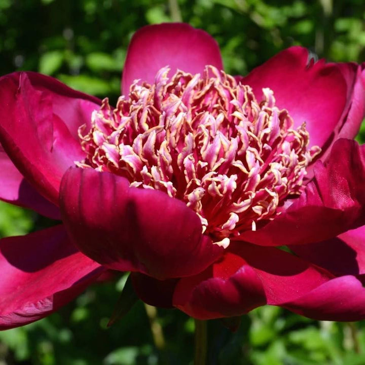 Paeonia lactiflora 'Nippon Beauty' ~ Nippon Beauty Peony-ServeScape