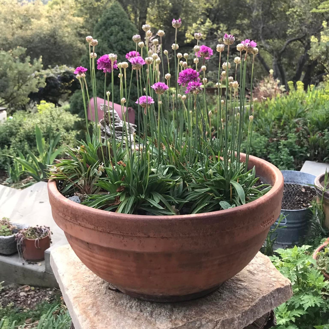 Armeria maritima ~ Sea Thrift-ServeScape