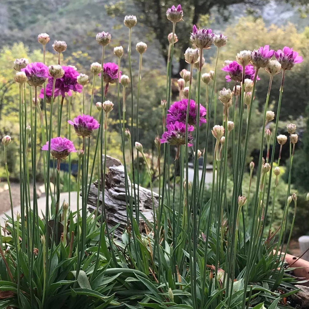 Armeria maritima ~ Sea Thrift-ServeScape