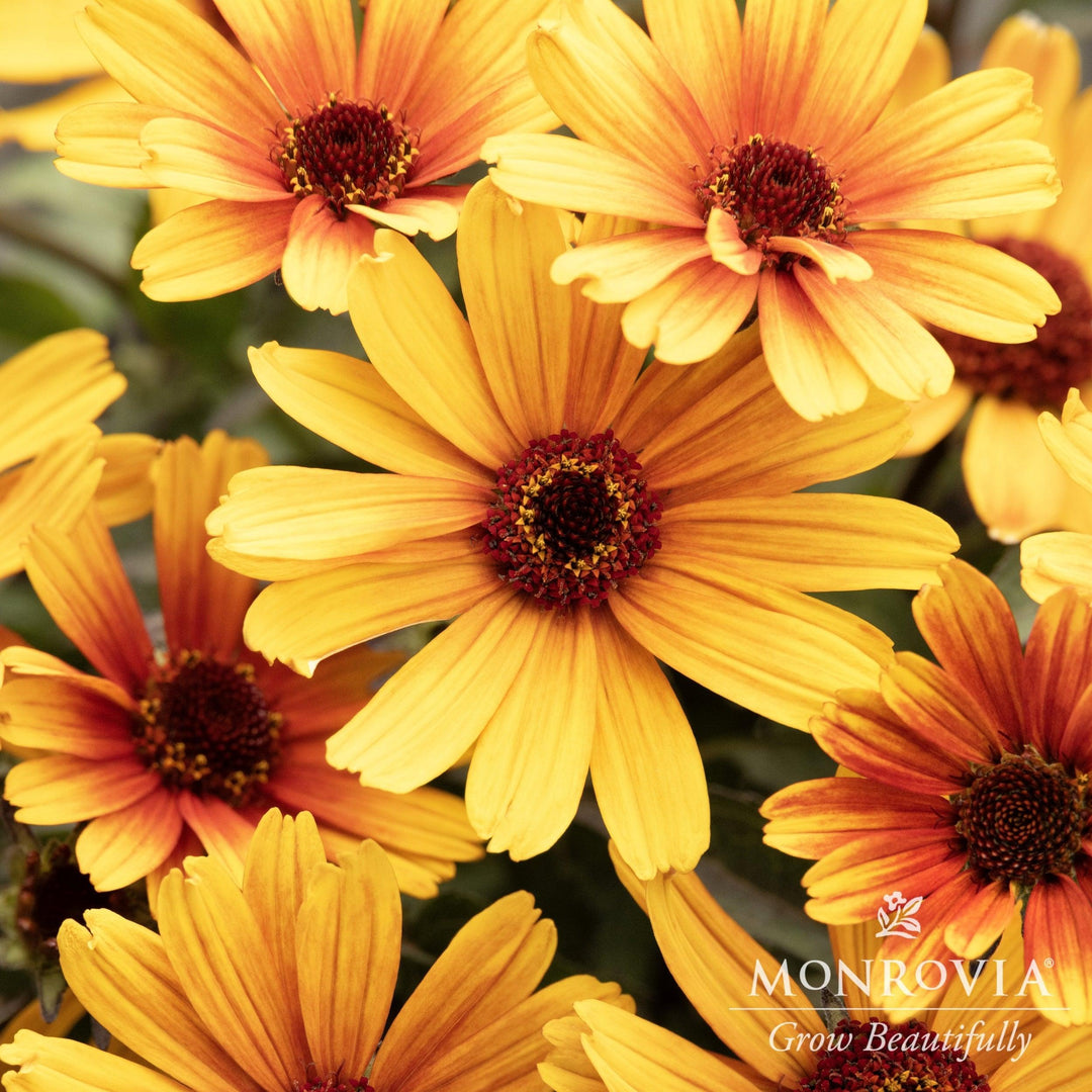 Heliopsis helianthoides 'Bacio del Sole' ~ Monrovia® Bacio del Sole False Sunflower-ServeScape