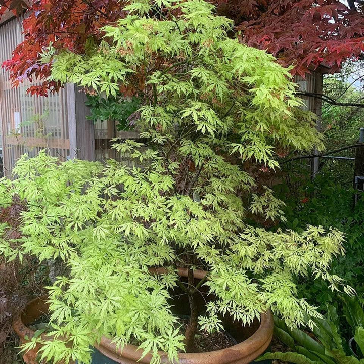 Acer palmatum 'Sister Ghost' ~ Sister Ghost Japanese Maple-ServeScape