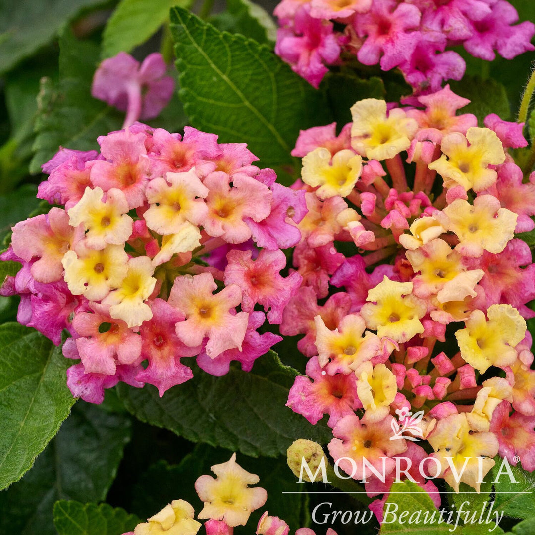 Lantana camara 'Fiesta Limonada' ~ Monrovia® Fiesta™ Limonada Lantana-ServeScape