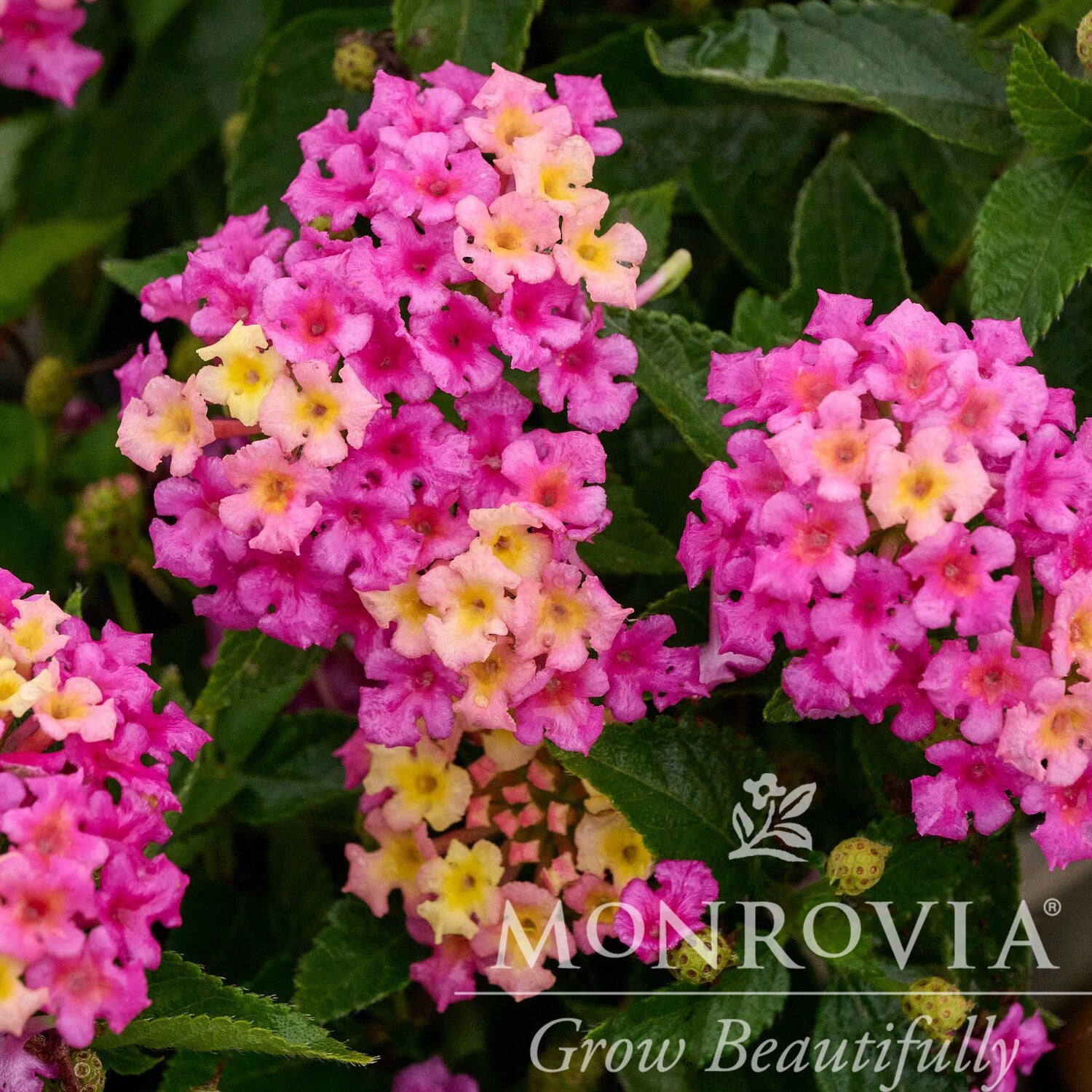 Lantana camara 'Fiesta Limonada' ~ Monrovia® Fiesta™ Limonada Lantana-ServeScape