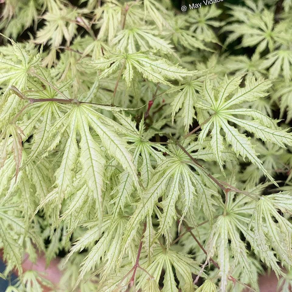 Acer palmatum 'Sister Ghost' ~ Sister Ghost Japanese Maple-ServeScape