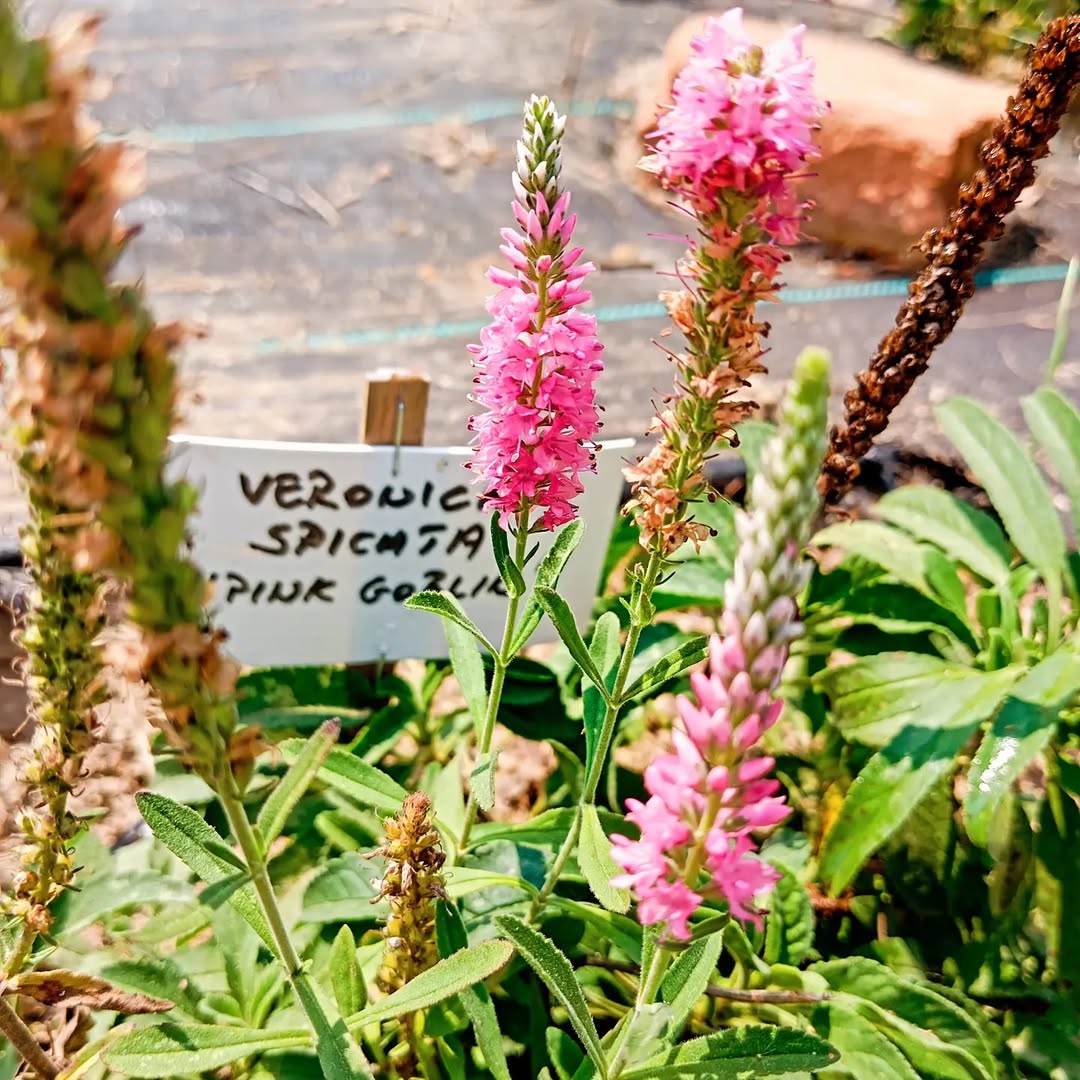 Veronica spicata 'Pink Goblin' ~ Pink Goblin Veronica-ServeScape