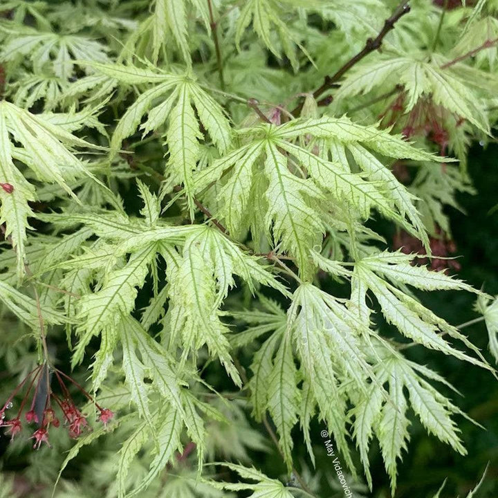Acer palmatum 'Sister Ghost' ~ Sister Ghost Japanese Maple-ServeScape