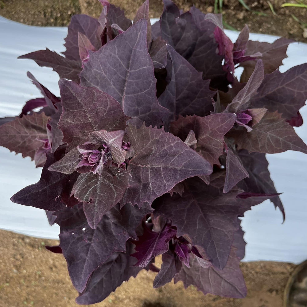 Atriplex hortensis ~ Purple Mountain Spinach, Orach-ServeScape