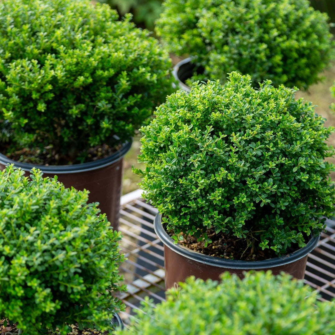 Ilex crenata 'Mini-Touch' ~ Mini Touch Japanese Holly-ServeScape