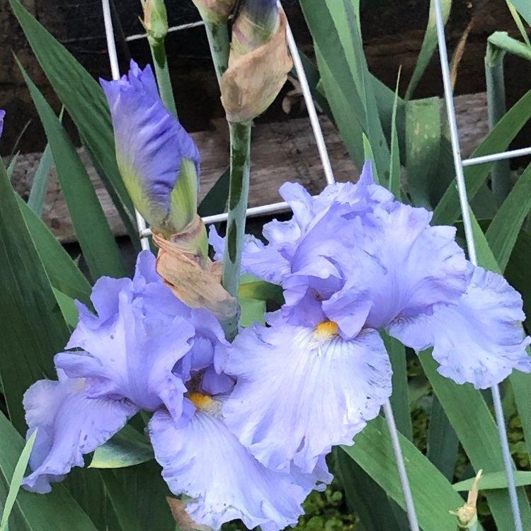 Iris germanica 'Sugar Blues' ~ Sugar Blues Bearded Iris-ServeScape