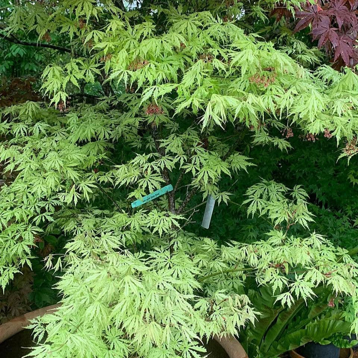 Acer palmatum 'Sister Ghost' ~ Sister Ghost Japanese Maple-ServeScape