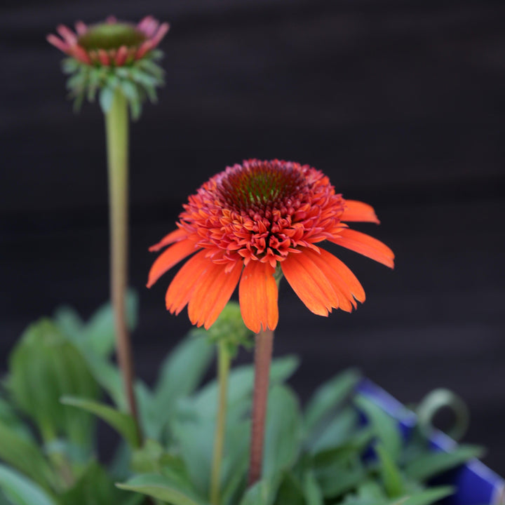Echinacea x 'Moab Sunset' ~ Moab Sunset Coneflower-ServeScape