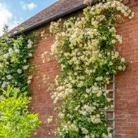 Rosa 'Auscanary' ~ Malvern Hills® Rose-ServeScape