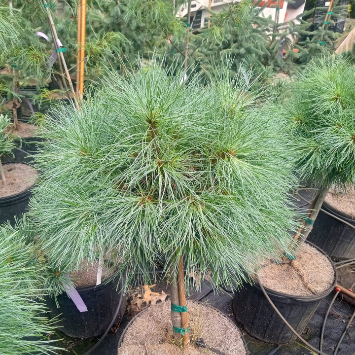 Pinus strobus 'Sea Urchin' ~ Sea Urchin Pine-ServeScape