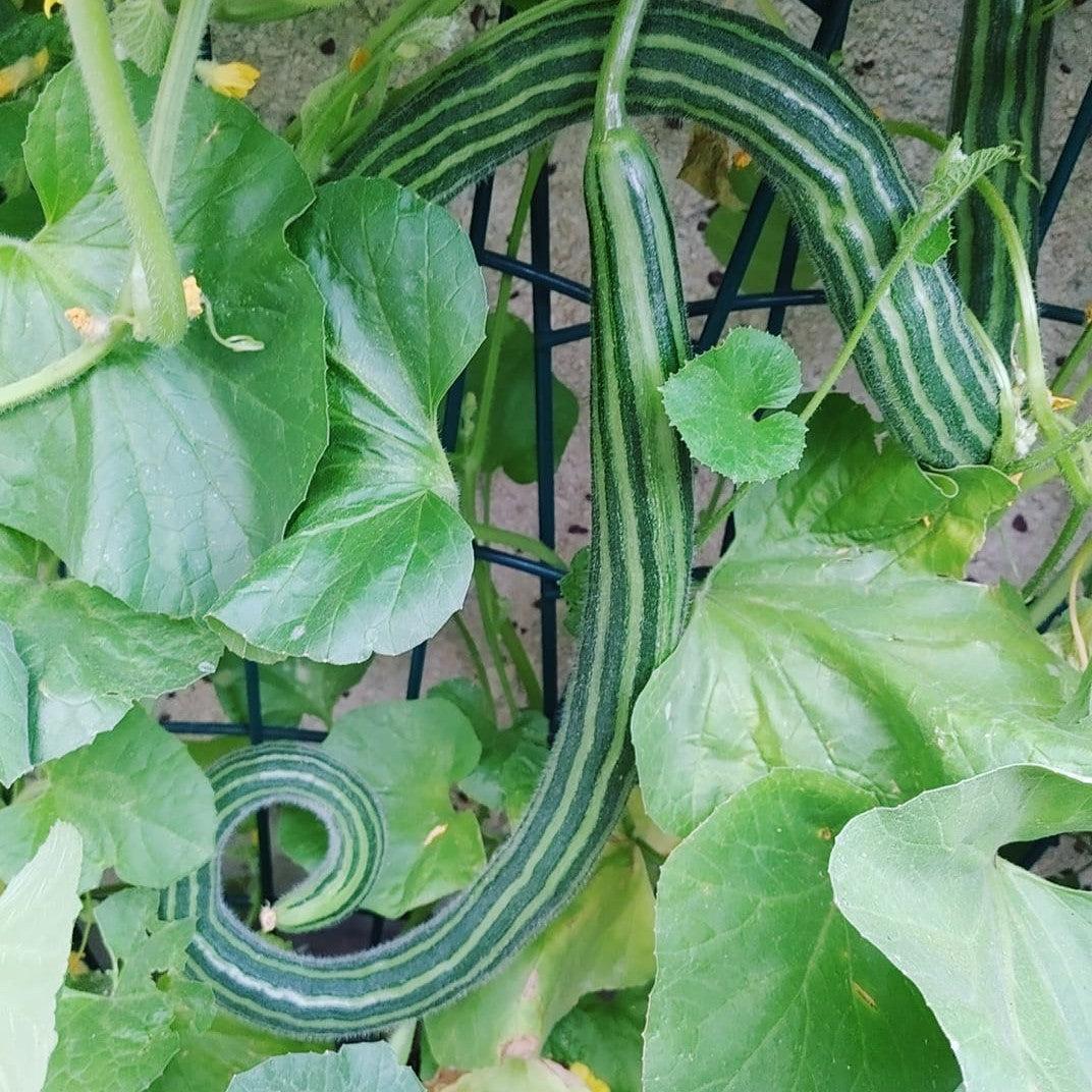 Cucumis melo var. flexuosus ~ Striped Armenian, Painted Serpent Cucumber-ServeScape