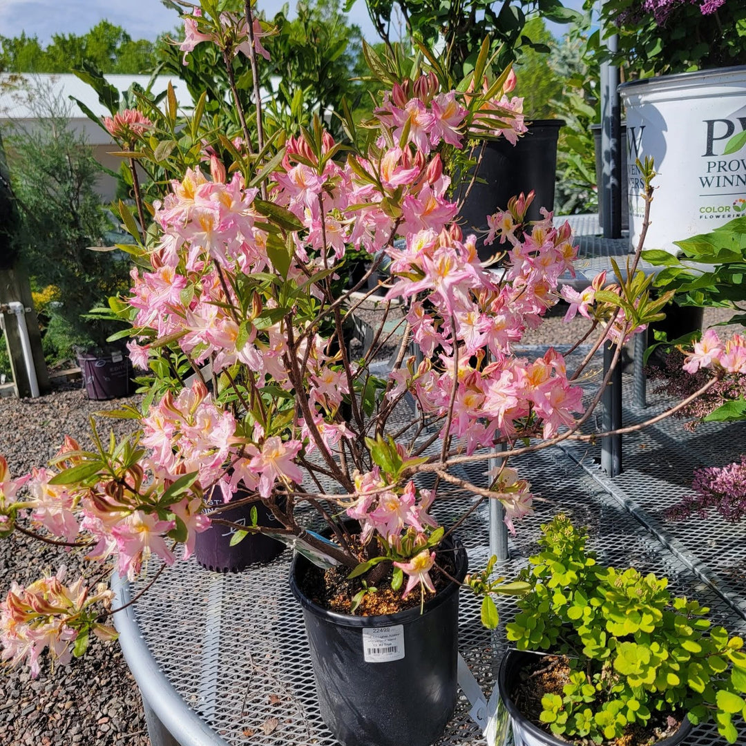 Rhododendron 'Candy Lights' ~ Candy Lights Native Azalea-ServeScape