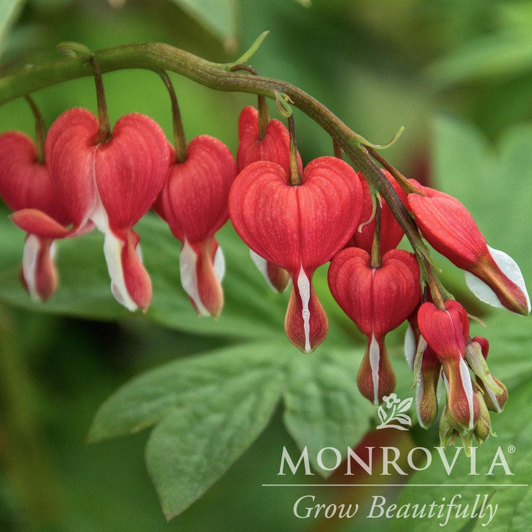 Dicentra spectabilis 'Hordival' ~ Monrovia® Valentine® Bleeding Heart-ServeScape