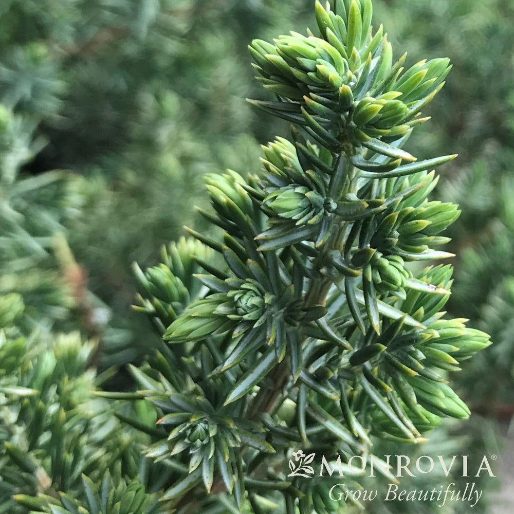 Juniperus conferta 'Blue Pacific' ~ Monrovia® Blue Pacific Shore Juniper-ServeScape