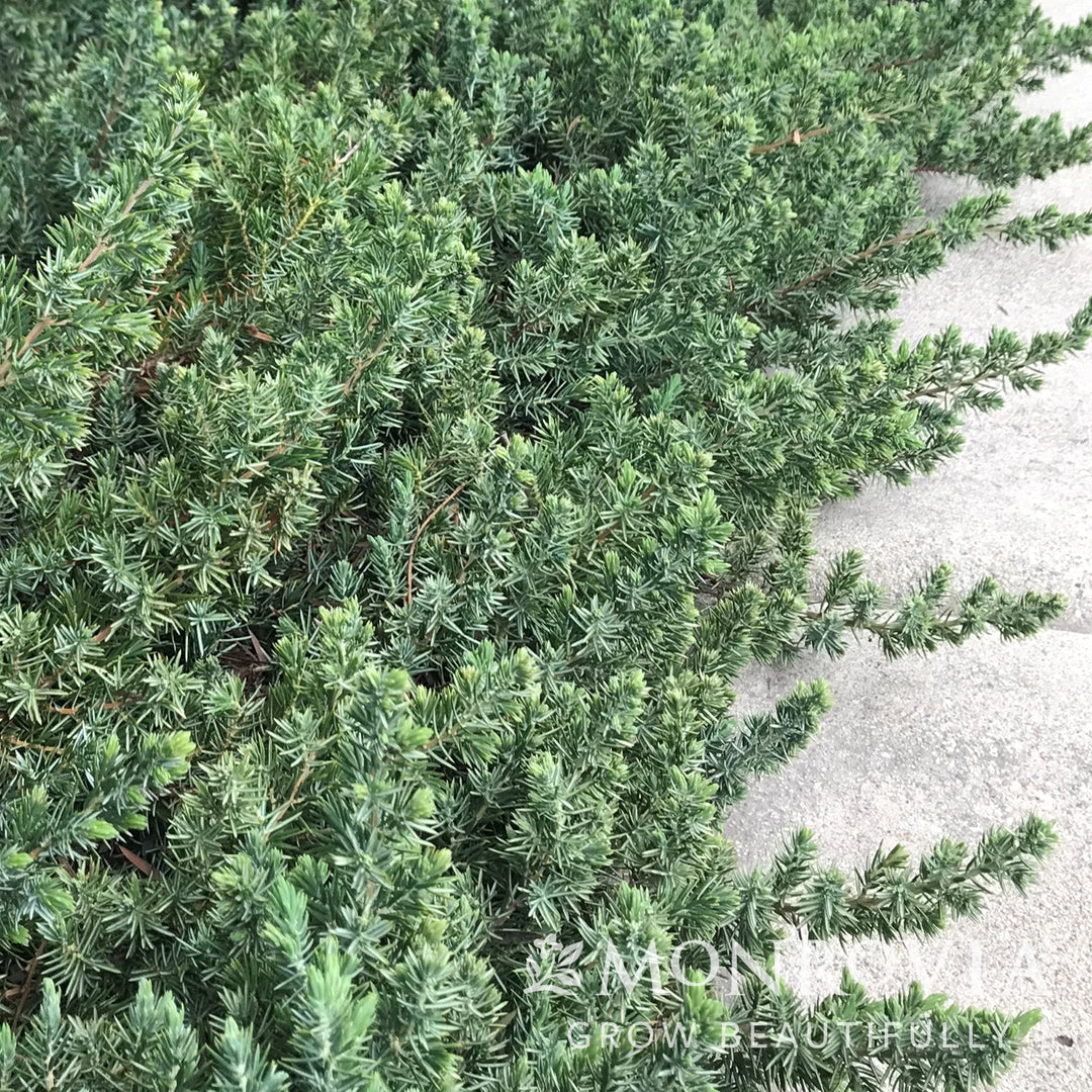 Juniperus conferta 'Blue Pacific' ~ Monrovia® Blue Pacific Shore Juniper-ServeScape