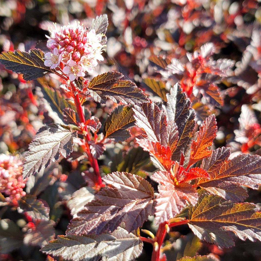 Physocarpus opulifolius 'Auntie B’ PP35,794 ~ Bloomin' Easy® Calico Kitty™ Ninebark-ServeScape