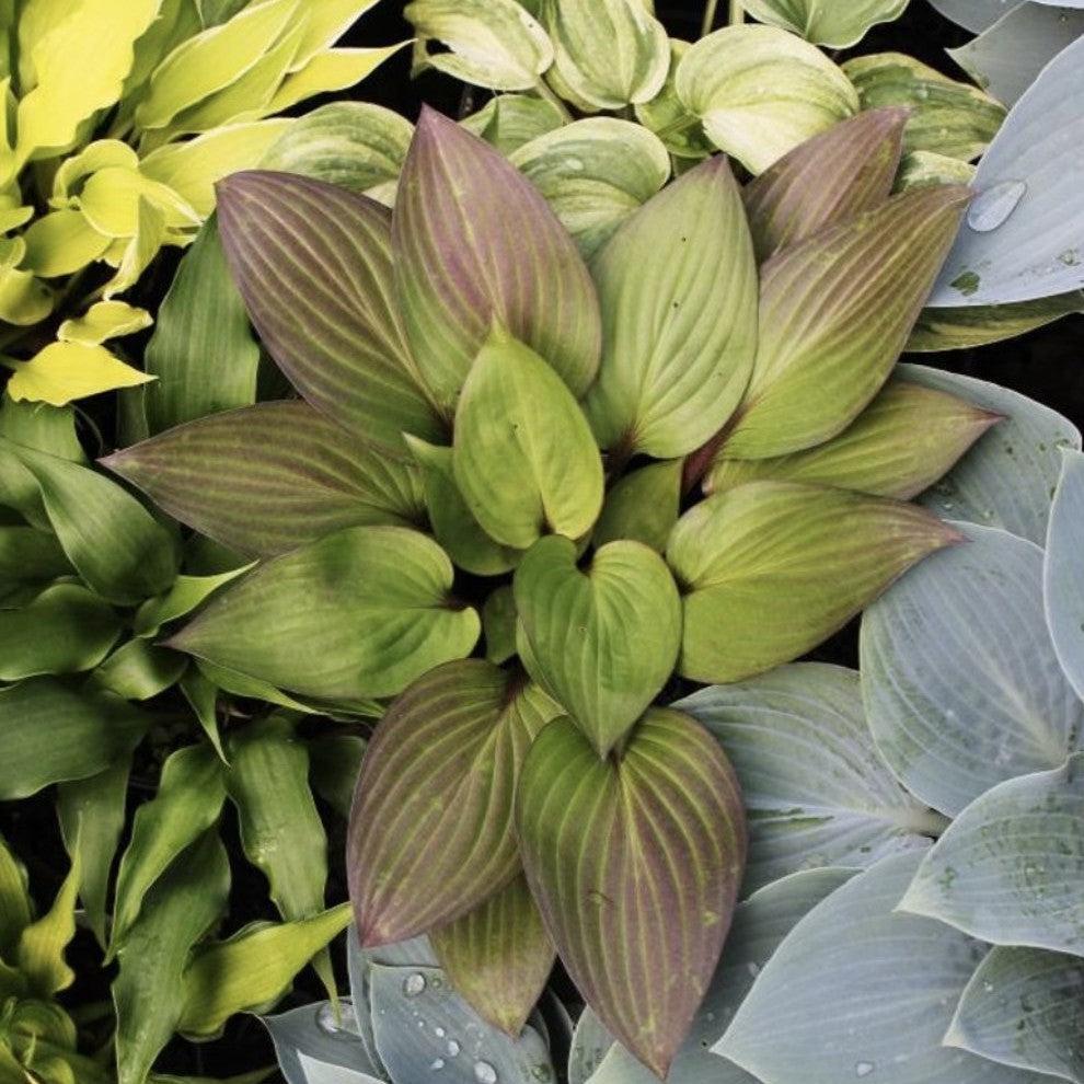 Hosta 'First Blush' ~ First Blush Hosta-ServeScape