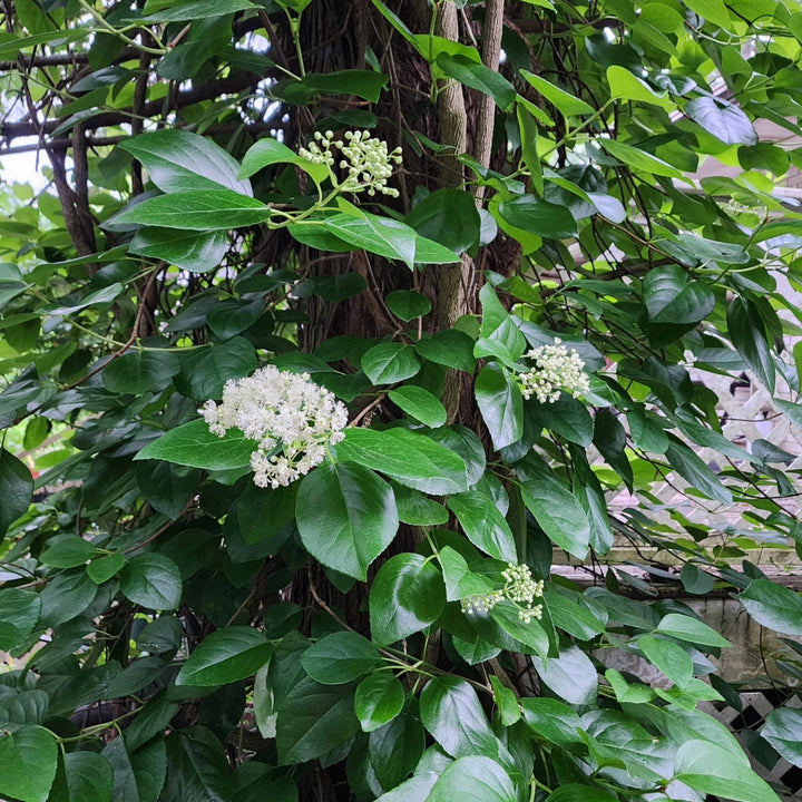Hydrangea barbara ~ Climbing Hydrangea, Woodvamp-ServeScape