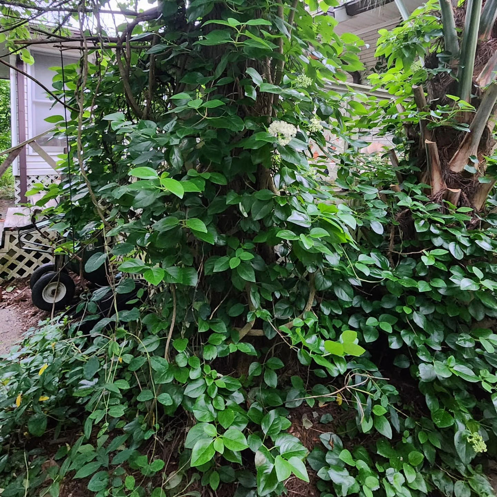 Hydrangea barbara ~ Climbing Hydrangea, Woodvamp-ServeScape