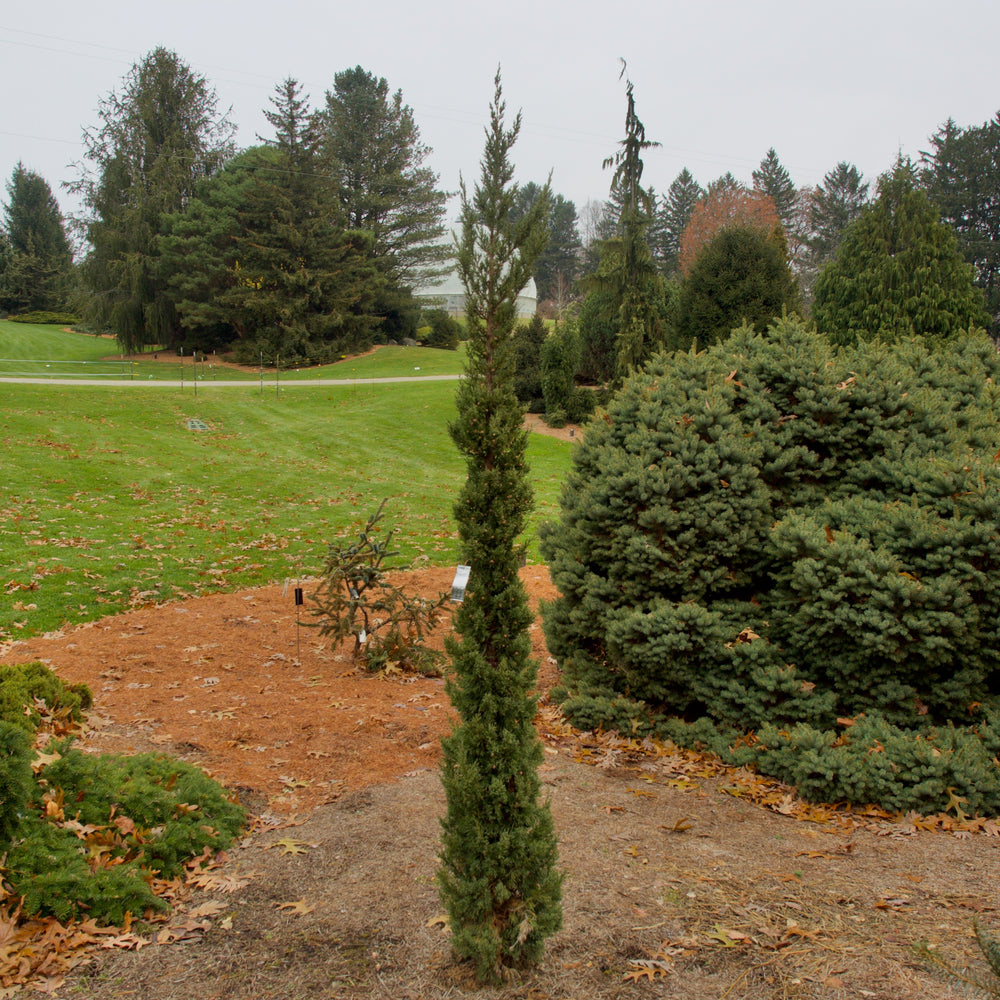 Juniperus chinensis 'Trautman' ~ Trautman Juniper-ServeScape