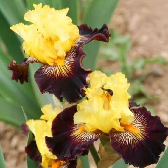 Iris germanica 'Reckless Abandon' ~ Reckless Abandon Bearded Iris-ServeScape