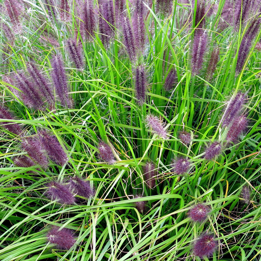 Pennisetum alopecuroides 'Red Head' ~ Red Head Fountain Grass-ServeScape