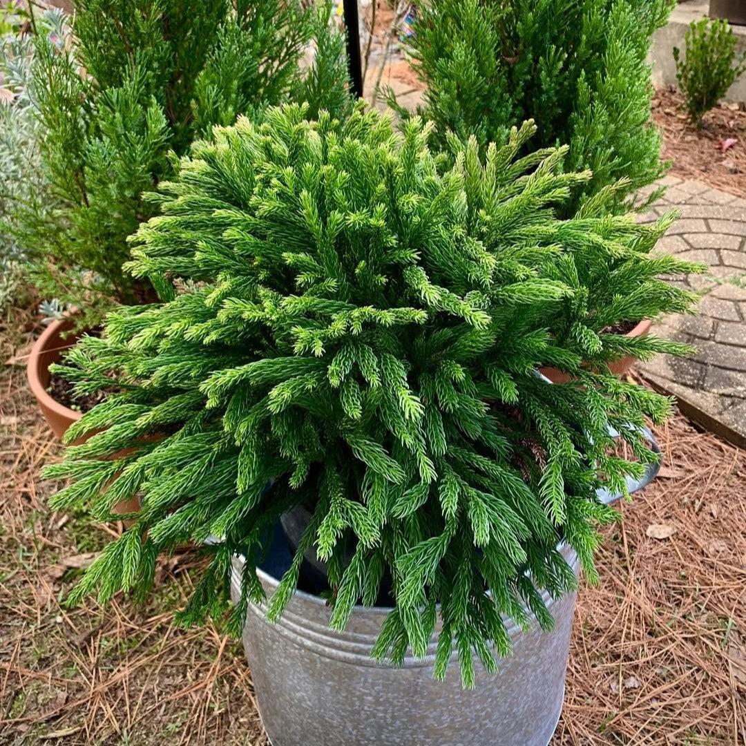Cryptomeria japonica 'Dragon Knight' ~ Dragon Knight™ Japanese Cedar-ServeScape