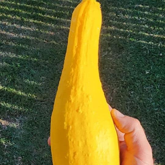 Cucurbita pepo 'Golden Summer' ~ Golden Summer Crookneck Squash-ServeScape