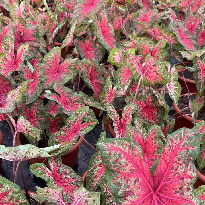 Caladium 'Wildfire' ~ Wildfire Caladium-ServeScape