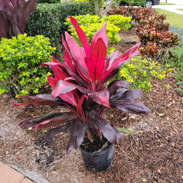 Cordyline fruticosa 'Florida' ~ Florida Ti Plant-ServeScape