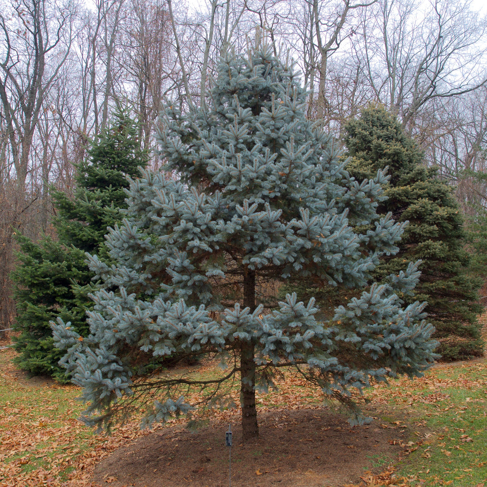 Picea pungens 'Hoopsii' ~ Hoopsii Blue Spruce-ServeScape
