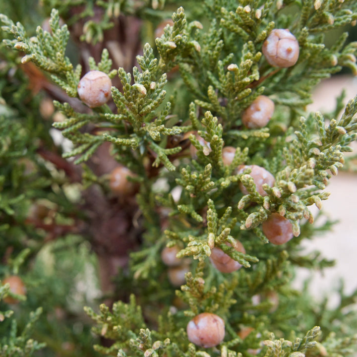 Juniperus chinensis 'Trautman' ~ Trautman Juniper-ServeScape