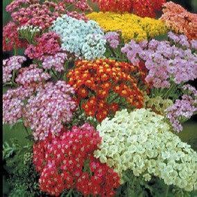 Achillea millefolium 'Summer Pastels' ~ Summer Pastels Yarrow-ServeScape