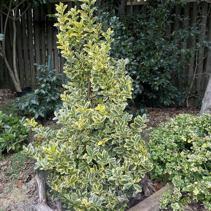 Ilex x 'Solar Flare' ~ Solar Flare Holly-ServeScape