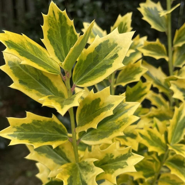 Ilex x 'Solar Flare' ~ Solar Flare Holly-ServeScape