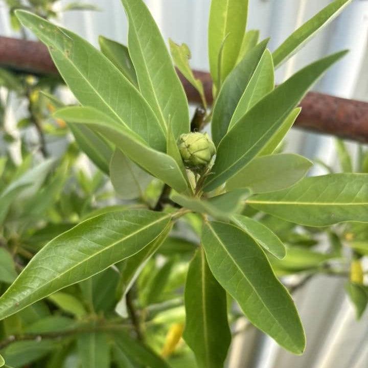 Magnolia virginiana ’Silver Mist’ ~ Silver Mist Sweetbay Magnolia-ServeScape