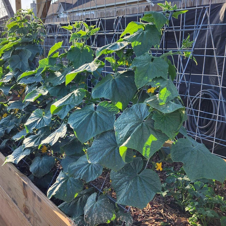 Cucurbita pepo 'Golden Summer' ~ Golden Summer Crookneck Squash-ServeScape