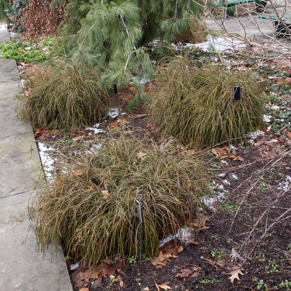 Thuja plicata 'Whipcord' ~ Whipcord Arborvitae-ServeScape