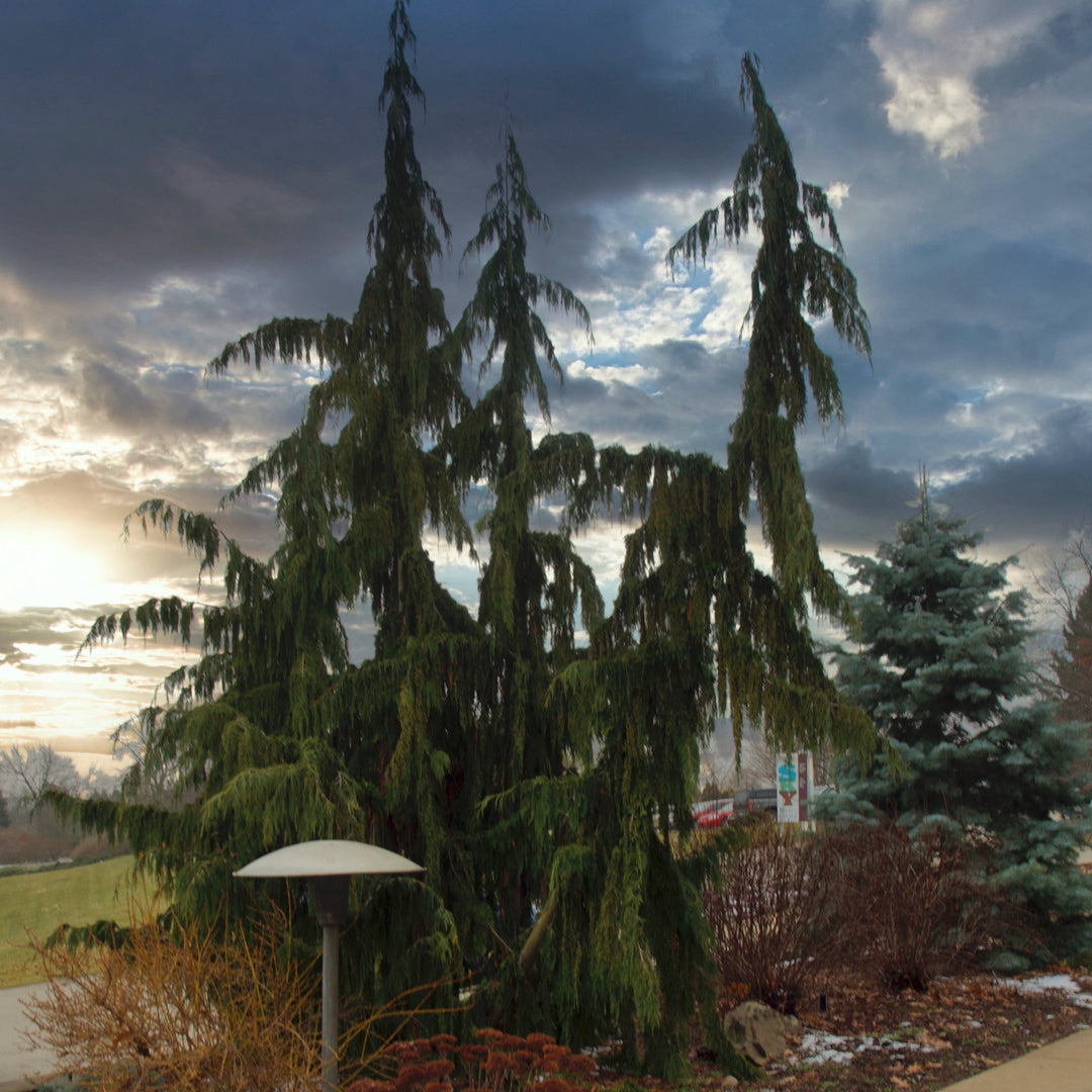 Chamaecyparis nootkatensis 'Green Arrow' ~ Green Arrow Alaska Cedar-ServeScape