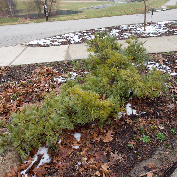 Pinus strobus 'Niagara Falls' ~ Niagara Falls White Pine-ServeScape