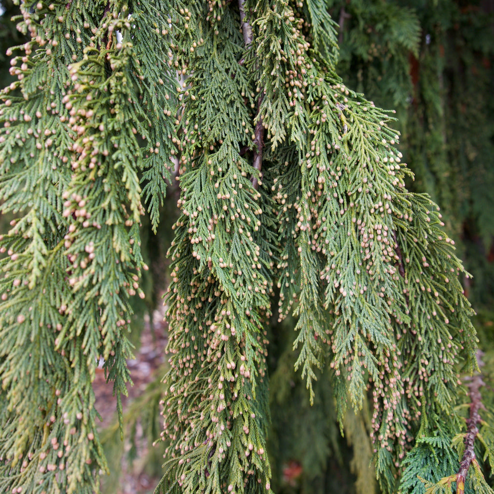Chamaecyparis nootkatensis 'Green Arrow' ~ Green Arrow Alaska Cedar-ServeScape