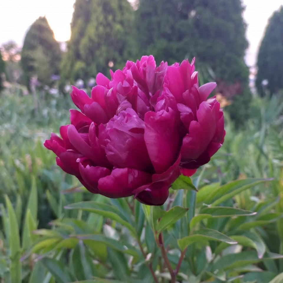 Paeonia lactiflora 'Buckeye Belle' ~ Buckeye Belle Peony-ServeScape