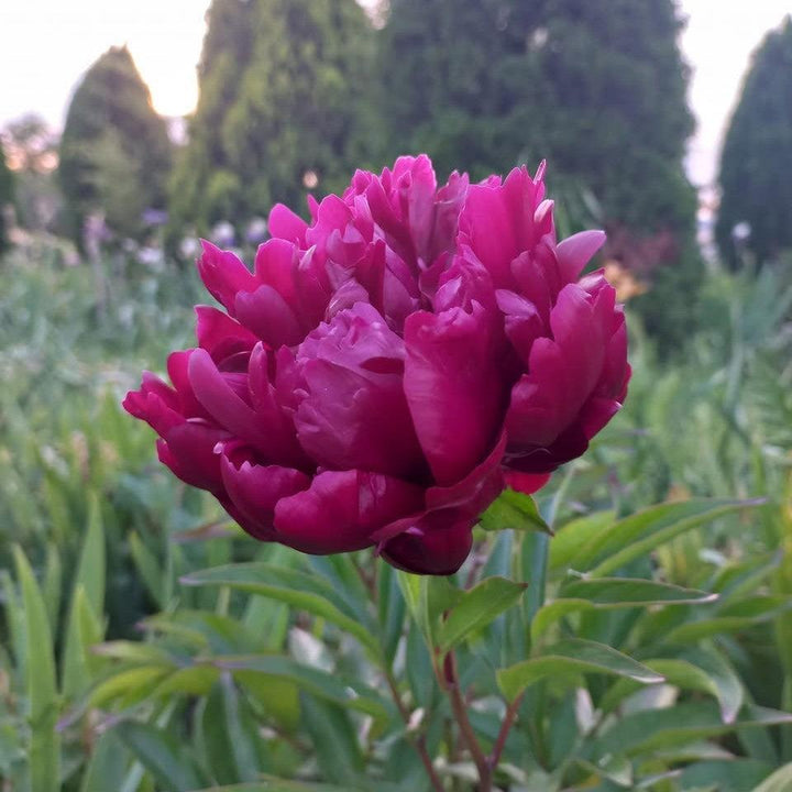 Paeonia lactiflora 'Buckeye Belle' ~ Buckeye Belle Peony-ServeScape