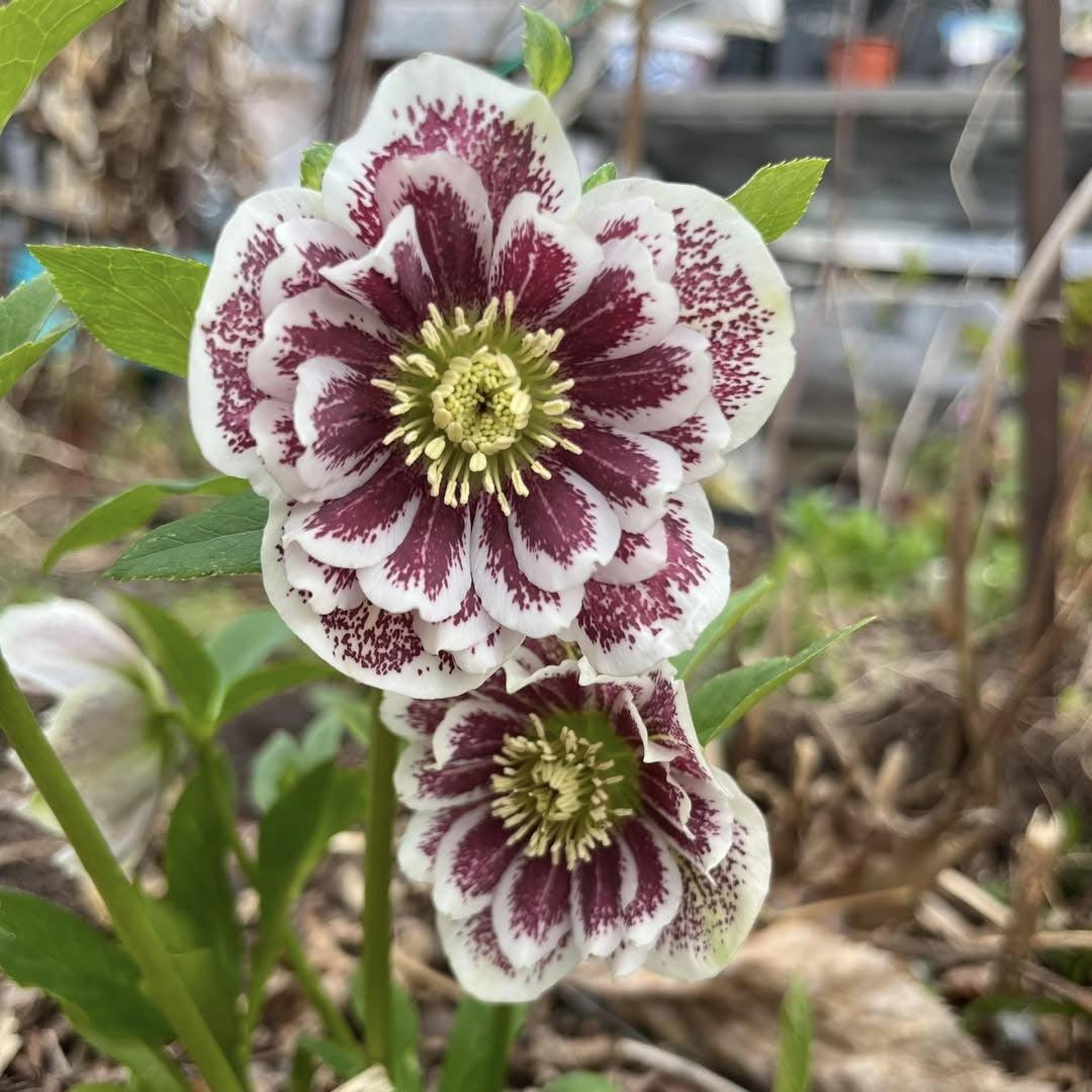 Helleborus 'Confetti Cake' ~ Wedding Party® Confetti Cake Lenten Rose-ServeScape