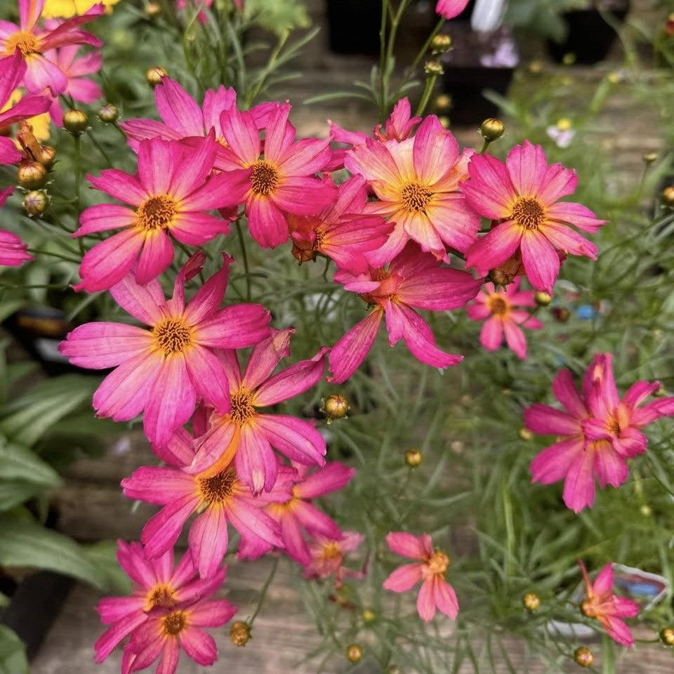 Coreopsis 'Fall Sensation Quartz' ~ Fall Sensation™ Quartz Coreopsis-ServeScape